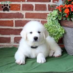 Storm, Great Pyrenees Puppy